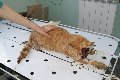 Альфа-вет в Коломне